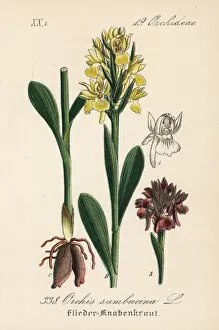 Orchis Gallery: Elder-flowered orchid, Dactylorhiza sambucina