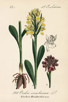 Orchis Prints: Elder-flowered orchid, Dactylorhiza sambucina