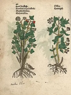 Palustris Prints: Elder tree, Sambucus palustris, and dogwood, Cornus species?