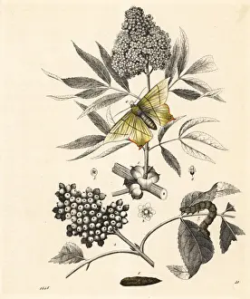 Pupa Prints: Elder tree and swallow-tailed moth