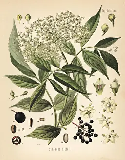 Adolph Prints: Elderberry, Sambucus nigra