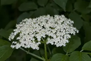 Elderflower