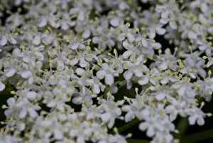 Elderflower
