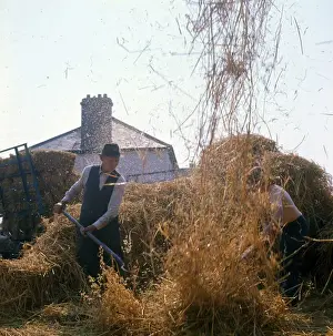 Harvester Prints: Elderly farmhand at harvest time