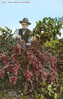 Vineyard Prints: Elderly man tending Tokay grapes, Lodi, California, USA