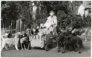 Elderly woman with large number of dogs