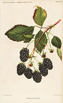 Eldorado blackberry, Rubus fruticosus