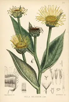 Elecampane, Inula helenium