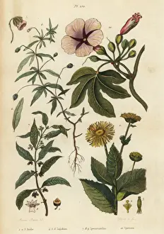 Elecampane Prints: Elecampane, violet, ipecacuanha and ipomoea