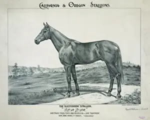 Stallion Prints: The Electioneer stallion, Palo Alto