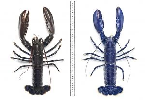 Crustacea Collection: Electric-blue European lobster