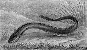 Eels Prints: The electric eel