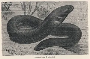 Eels Prints: Electric eel