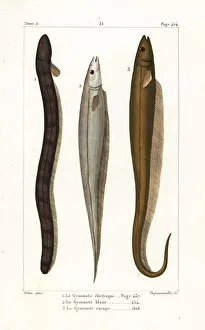 Germain Gallery: Electric eel, Asian swamp eel and banded knifefish