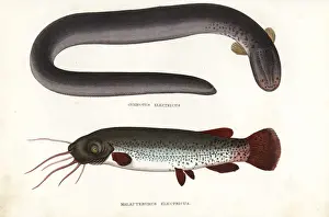 Georg Prints: Electric eel and electric catfish