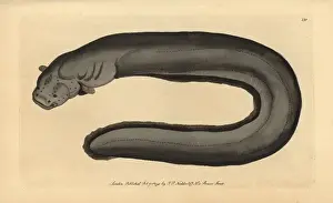 Electric eel, Electrophorus electricus