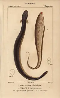 Hippolyte Prints: Electric eel, Electrophorus electricus, banded