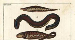Brachyurus Collection: Electric eel, pearlfish and banded knifefish