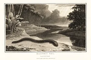Electric eel on the shore near a river in the jungle