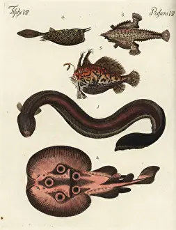Ichthyology Prints: Electric eel, torpedo, batfish, cowfish and sargassum fish