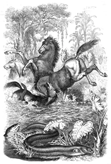 Agony Collection: Electric eels shock horses