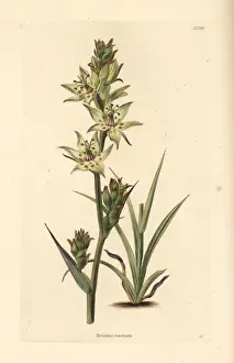 Elegant camas, Anticlea elegans