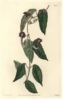Elegant ceropegia, Ceropegia elegans