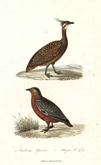 Elegant crested tinamou and rufous-bellied seedsnipe