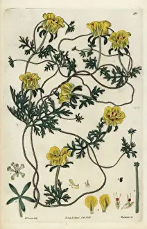 Elegant cup-flower, Scyphanthus elegans