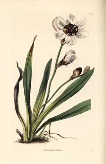 Elegans Prints: Elegant harlequin flower, Sparaxis elegans