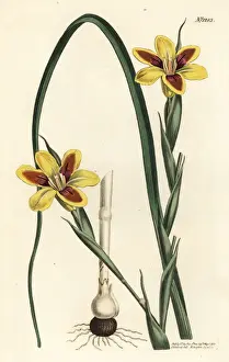Moraea Prints: Elegant moraea, Moraea elegans