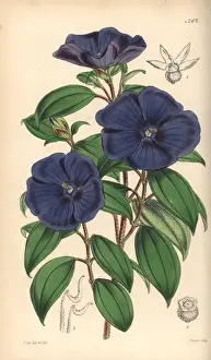 Elegant pleroma, Pleroma elegans