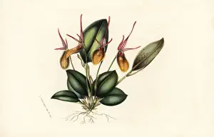 Colombia Prints: Elegant restrepia orchid, Restrepia elegans