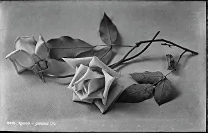 Delicate Prints: Elegant Roses
