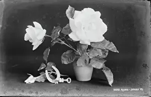 Petals Prints: Elegant White Roses