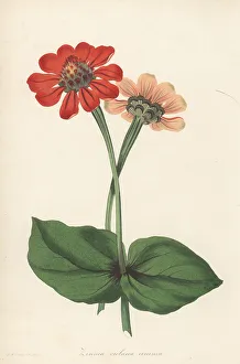 Magazine Of Botany Prints: Elegant zinnia, Zinnia elegans