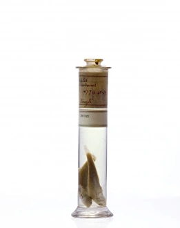 Elasmobranch Collection: Eleginops maclovinus, rock cod
