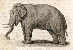 The elephant
