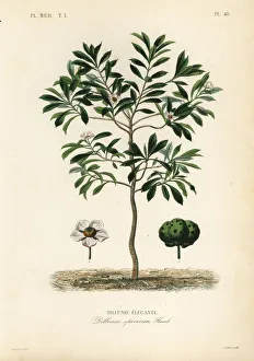 Maubert Gallery: Elephant apple or chulta, Dillenia indica