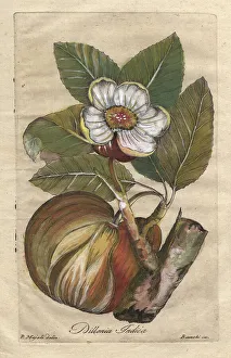 1786 Prints: Elephant apple, Dillenia indica