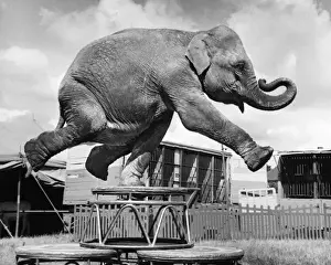 Elephants Prints: Elephant balancing on one leg, Sir Robert Fossetts Circus