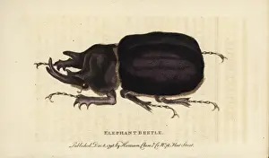 Elephant beetle, Megasoma elephas