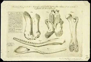 Skeletons Prints: Elephant bones
