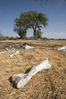 Africana Gallery: Elephant Bones - spread in the savannah