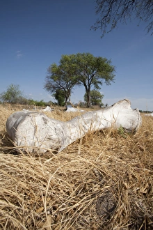 Images Dated 2nd November 2012: Elephant Bones - spread in the savannah