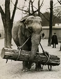 Bois Collection: ELEPHANT CARRYING LOG