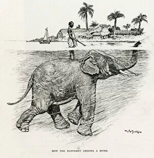 Crosses Collection: How the elephant crosses a river