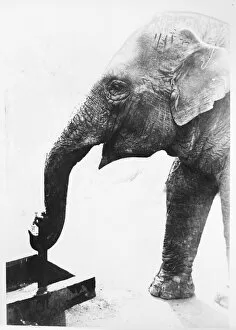 Trough Gallery: Elephant Drinking