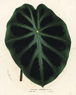 Alocasia Gallery: Elephant ear, Colocasia affinis