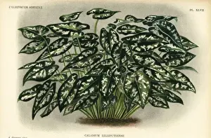 Goossens Prints: Elephant ear species, Caladium lilliputiense